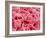 Coagulated Red Blood Cells-Micro Discovery-Framed Photographic Print