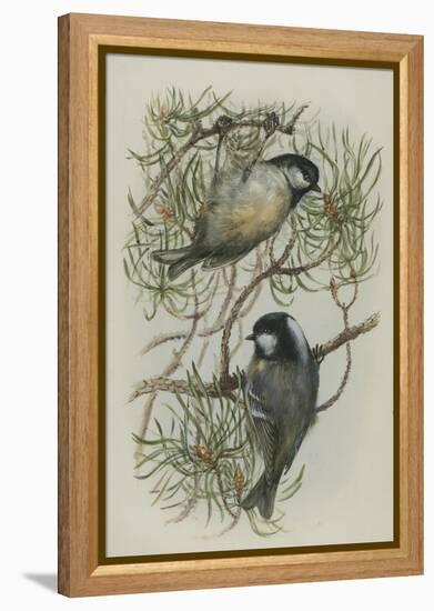 Coal Tit, Illustration from 'A History of British Birds' by William Yarrell, c.1905-10-Edward Adrian Wilson-Framed Premier Image Canvas