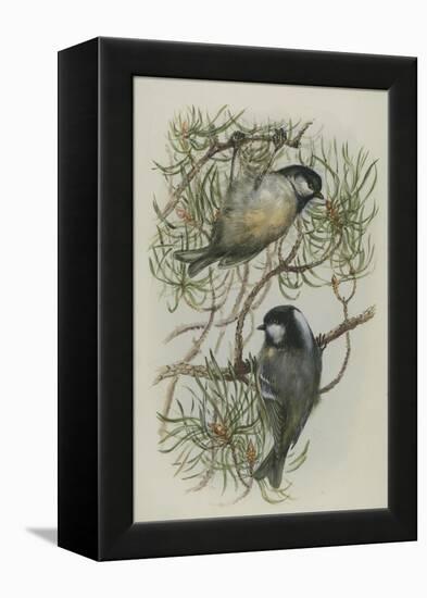 Coal Tit, Illustration from 'A History of British Birds' by William Yarrell, c.1905-10-Edward Adrian Wilson-Framed Premier Image Canvas