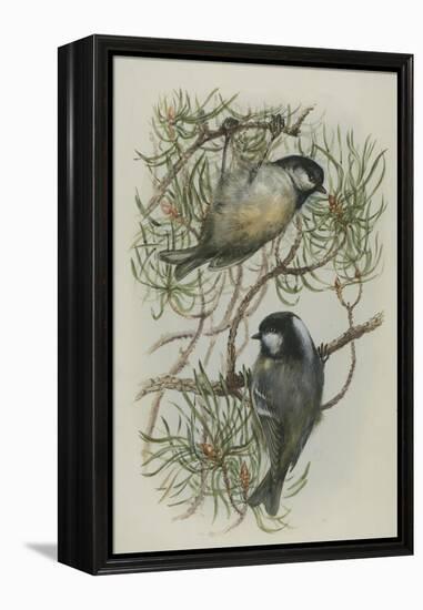 Coal Tit, Illustration from 'A History of British Birds' by William Yarrell, c.1905-10-Edward Adrian Wilson-Framed Premier Image Canvas