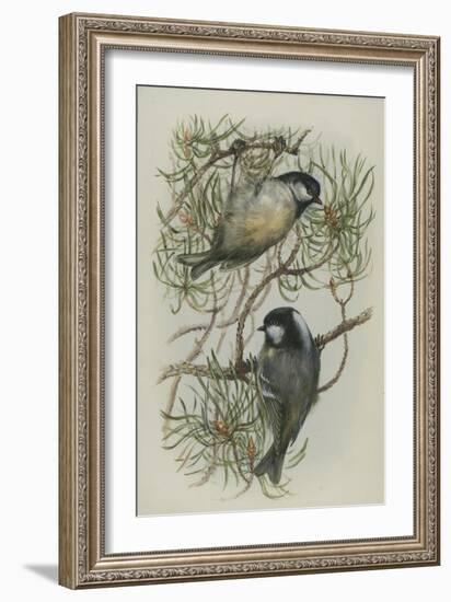 Coal Tit, Illustration from 'A History of British Birds' by William Yarrell, c.1905-10-Edward Adrian Wilson-Framed Giclee Print