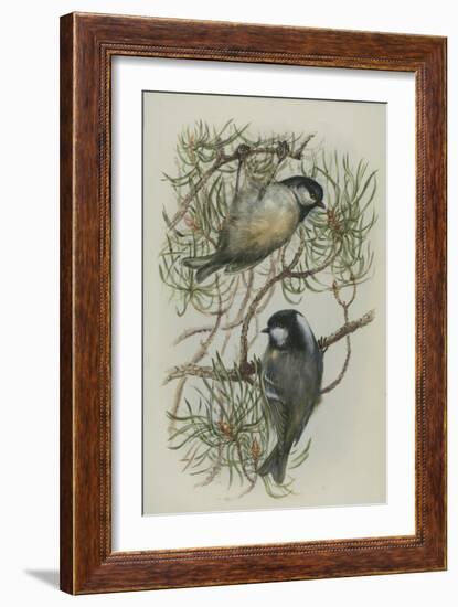 Coal Tit, Illustration from 'A History of British Birds' by William Yarrell, c.1905-10-Edward Adrian Wilson-Framed Giclee Print