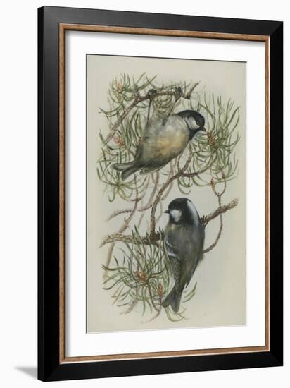 Coal Tit, Illustration from 'A History of British Birds' by William Yarrell, c.1905-10-Edward Adrian Wilson-Framed Giclee Print