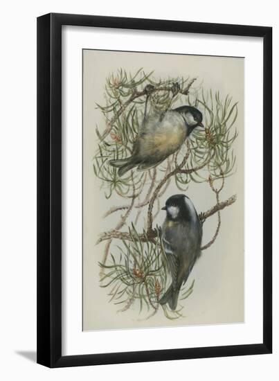 Coal Tit, Illustration from 'A History of British Birds' by William Yarrell, c.1905-10-Edward Adrian Wilson-Framed Giclee Print