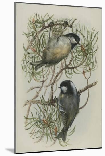 Coal Tit, Illustration from 'A History of British Birds' by William Yarrell, c.1905-10-Edward Adrian Wilson-Mounted Giclee Print