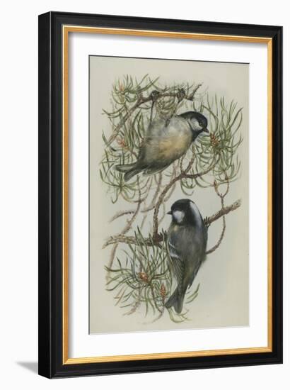 Coal Tit, Illustration from 'A History of British Birds' by William Yarrell, c.1905-10-Edward Adrian Wilson-Framed Giclee Print