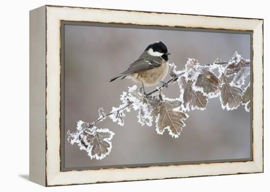 Coal Tit (Periparus Ater) Adult Perched in Winter, Scotland, UK, December-Mark Hamblin-Framed Premier Image Canvas