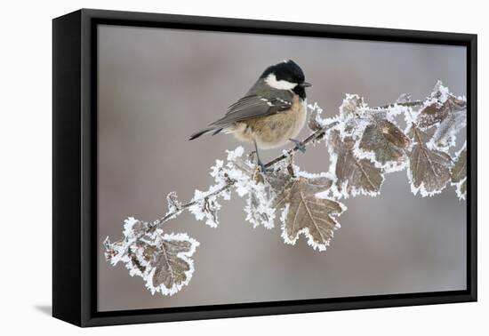 Coal Tit (Periparus Ater) Adult Perched in Winter, Scotland, UK, December-Mark Hamblin-Framed Premier Image Canvas