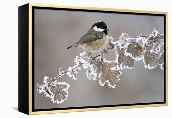 Coal Tit (Periparus Ater) Adult Perched in Winter, Scotland, UK, December-Mark Hamblin-Framed Premier Image Canvas