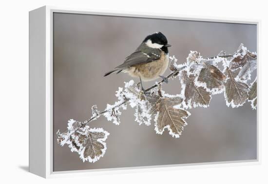 Coal Tit (Periparus Ater) Adult Perched in Winter, Scotland, UK, December-Mark Hamblin-Framed Premier Image Canvas