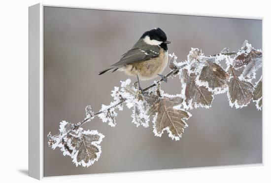 Coal Tit (Periparus Ater) Adult Perched in Winter, Scotland, UK, December-Mark Hamblin-Framed Premier Image Canvas