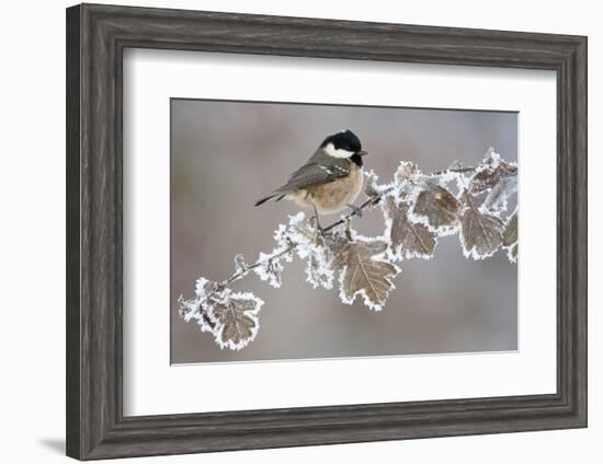 Coal Tit (Periparus Ater) Adult Perched in Winter, Scotland, UK, December-Mark Hamblin-Framed Photographic Print