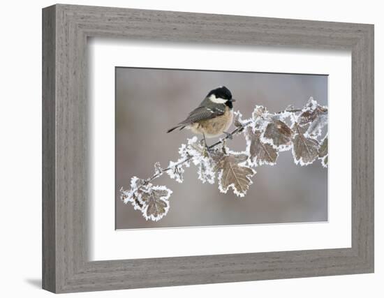 Coal Tit (Periparus Ater) Adult Perched in Winter, Scotland, UK, December-Mark Hamblin-Framed Photographic Print