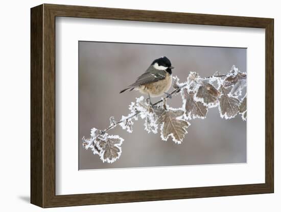 Coal Tit (Periparus Ater) Adult Perched in Winter, Scotland, UK, December-Mark Hamblin-Framed Photographic Print