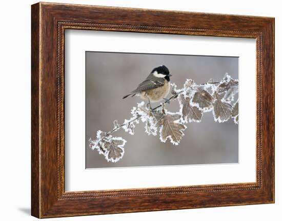 Coal Tit (Periparus Ater) Adult Perched in Winter, Scotland, UK, December-Mark Hamblin-Framed Photographic Print