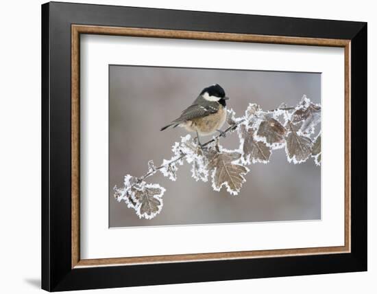 Coal Tit (Periparus Ater) Adult Perched in Winter, Scotland, UK, December-Mark Hamblin-Framed Photographic Print