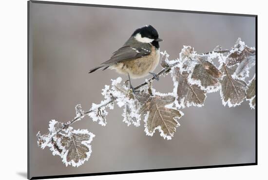 Coal Tit (Periparus Ater) Adult Perched in Winter, Scotland, UK, December-Mark Hamblin-Mounted Photographic Print