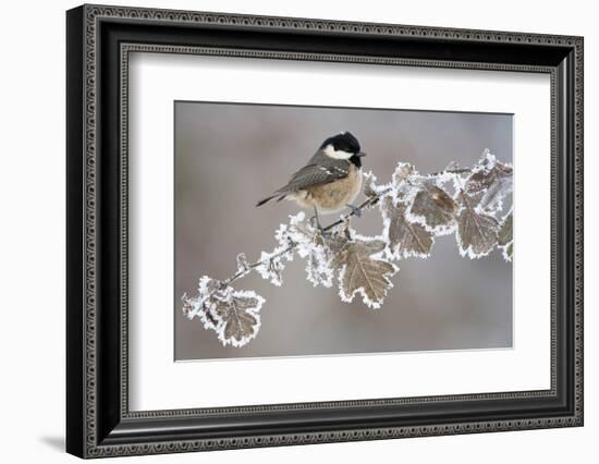 Coal Tit (Periparus Ater) Adult Perched in Winter, Scotland, UK, December-Mark Hamblin-Framed Photographic Print