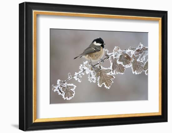 Coal Tit (Periparus Ater) Adult Perched in Winter, Scotland, UK, December-Mark Hamblin-Framed Photographic Print