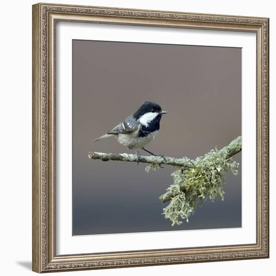 Coal tit (Periparus ater) on a branch with lichen, Vendee, France, December-Loic Poidevin-Framed Photographic Print