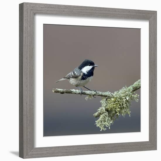 Coal tit (Periparus ater) on a branch with lichen, Vendee, France, December-Loic Poidevin-Framed Photographic Print