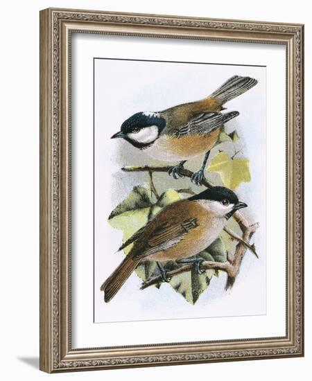 Coal Tit (Top) and Marsh Tit (Bottom)-English-Framed Giclee Print