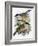 Coal Tit (Top) and Marsh Tit (Bottom)-English-Framed Giclee Print