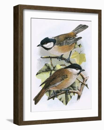 Coal Tit (Top) and Marsh Tit (Bottom)-English-Framed Giclee Print