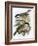 Coal Tit (Top) and Marsh Tit (Bottom)-English-Framed Giclee Print