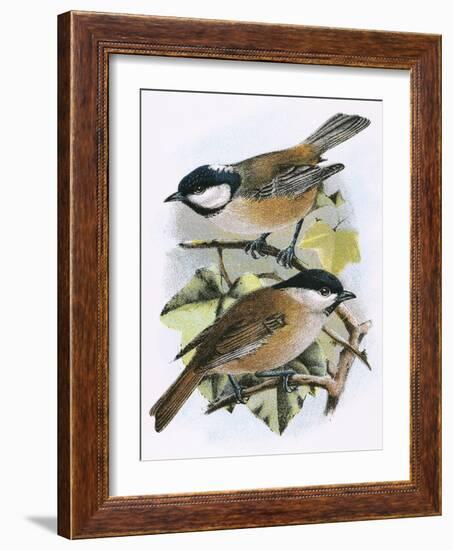 Coal Tit (Top) and Marsh Tit (Bottom)-English-Framed Giclee Print