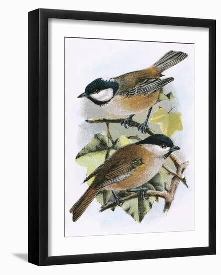 Coal Tit (Top) and Marsh Tit (Bottom)-English-Framed Giclee Print