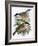 Coal Tit (Top) and Marsh Tit (Bottom)-English-Framed Giclee Print