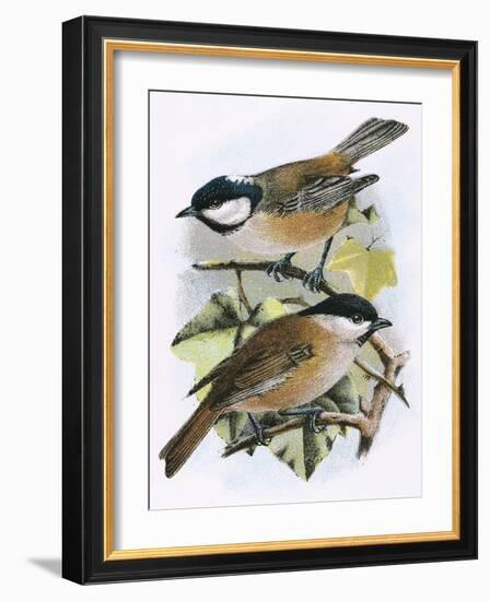 Coal Tit (Top) and Marsh Tit (Bottom)-English-Framed Giclee Print