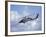 Coast Guard helicopter Demo at the Seattle Maritime Festival, Washington, USA-William Sutton-Framed Photographic Print