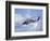 Coast Guard helicopter Demo at the Seattle Maritime Festival, Washington, USA-William Sutton-Framed Photographic Print