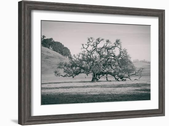 Coast Live Oak Elegance in Black and White, Northern California-null-Framed Photographic Print