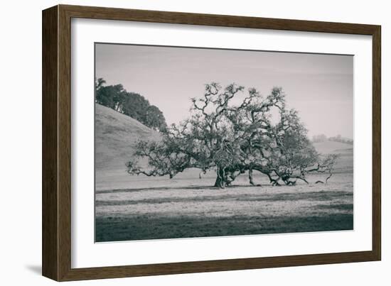 Coast Live Oak Elegance in Black and White, Northern California-null-Framed Photographic Print