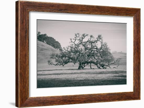 Coast Live Oak Elegance in Black and White, Northern California-null-Framed Photographic Print