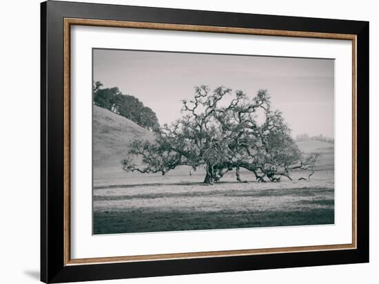 Coast Live Oak Elegance in Black and White, Northern California-null-Framed Photographic Print