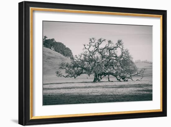 Coast Live Oak Elegance in Black and White, Northern California-null-Framed Photographic Print