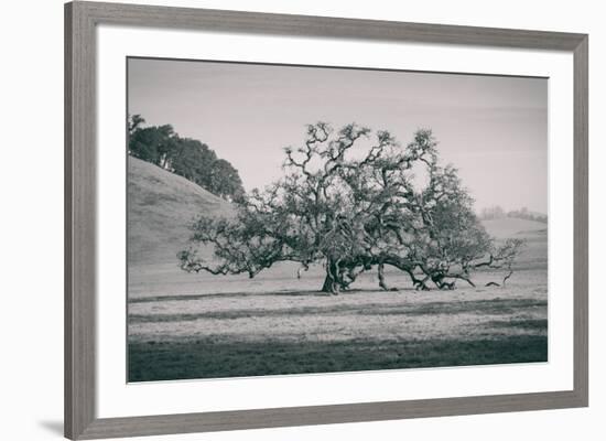 Coast Live Oak Elegance in Black and White, Northern California-null-Framed Photographic Print