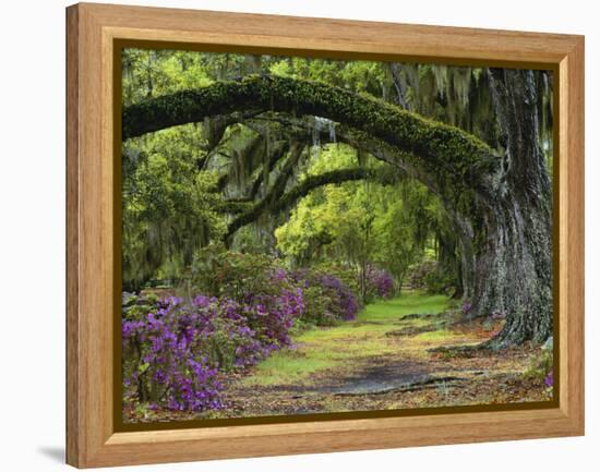 Coast Live Oaks and Azaleas Blossom, Magnolia Plantation, Charleston, South Carolina, USA-Adam Jones-Framed Premier Image Canvas