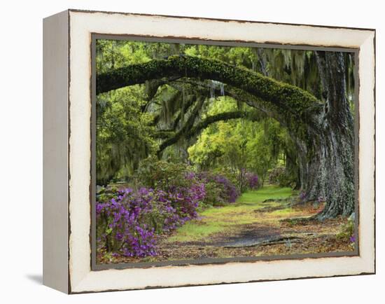 Coast Live Oaks and Azaleas Blossom, Magnolia Plantation, Charleston, South Carolina, USA-Adam Jones-Framed Premier Image Canvas