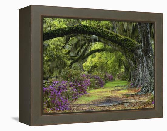 Coast Live Oaks and Azaleas Blossom, Magnolia Plantation, Charleston, South Carolina, USA-Adam Jones-Framed Premier Image Canvas