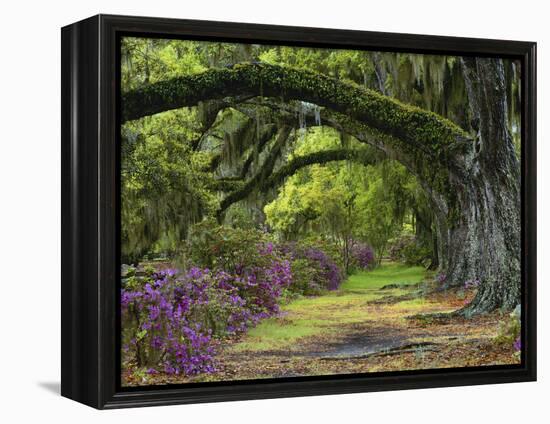 Coast Live Oaks and Azaleas Blossom, Magnolia Plantation, Charleston, South Carolina, USA-Adam Jones-Framed Premier Image Canvas