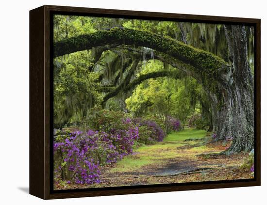 Coast Live Oaks and Azaleas Blossom, Magnolia Plantation, Charleston, South Carolina, USA-Adam Jones-Framed Premier Image Canvas