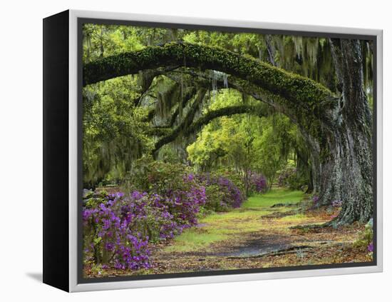 Coast Live Oaks and Azaleas Blossom, Magnolia Plantation, Charleston, South Carolina, USA-Adam Jones-Framed Premier Image Canvas