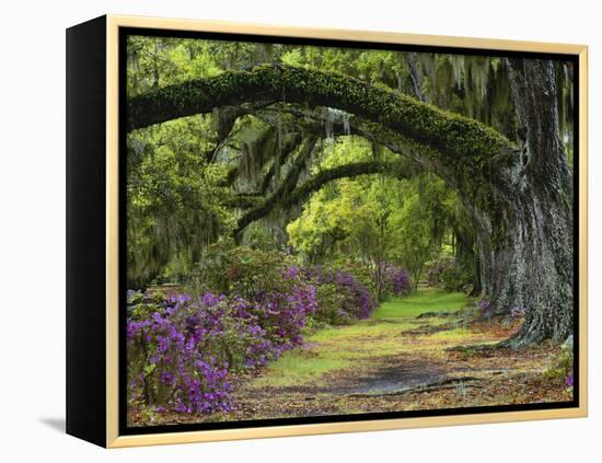 Coast Live Oaks and Azaleas Blossom, Magnolia Plantation, Charleston, South Carolina, USA-Adam Jones-Framed Premier Image Canvas