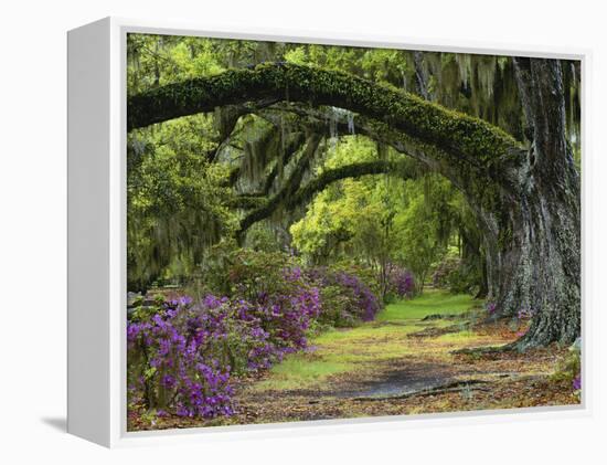 Coast Live Oaks and Azaleas Blossom, Magnolia Plantation, Charleston, South Carolina, USA-Adam Jones-Framed Premier Image Canvas