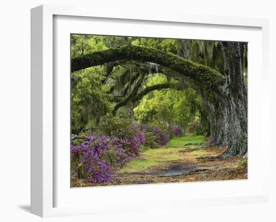 Coast Live Oaks and Azaleas Blossom, Magnolia Plantation, Charleston, South Carolina, USA-Adam Jones-Framed Photographic Print